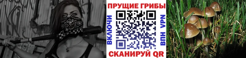 Галлюциногенные грибы MAGIC MUSHROOMS купить наркоту Муром